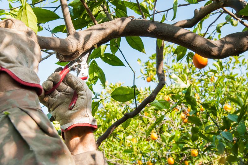 Fruit Tree Trimming