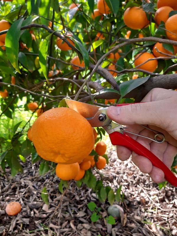 Fruit Tree Trimming
