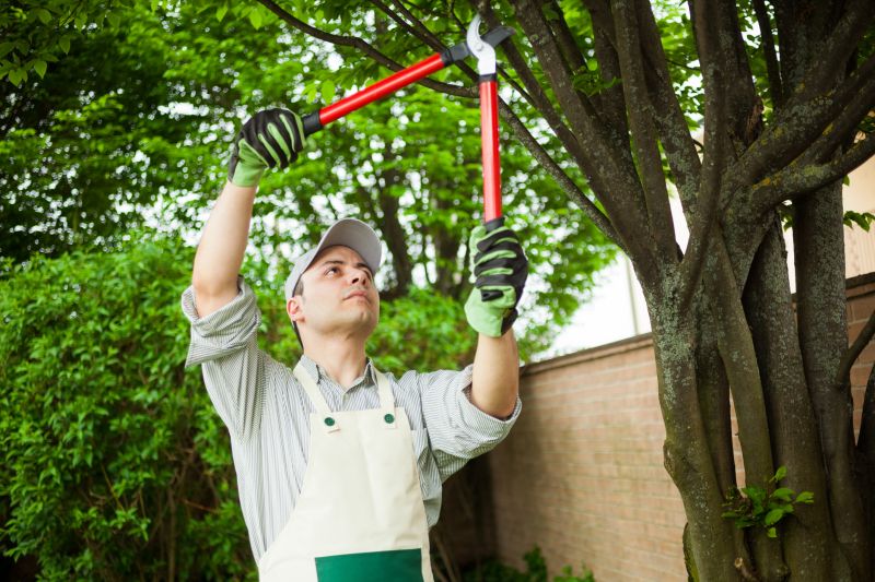 Apple Tree Pruning in Pottstown, PA