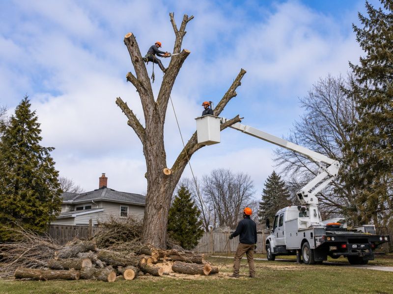 Cherry Tree Removal in Bucks County, PA