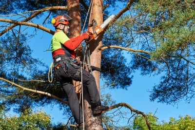 Commercial Tree Trimming in San Jose, CA