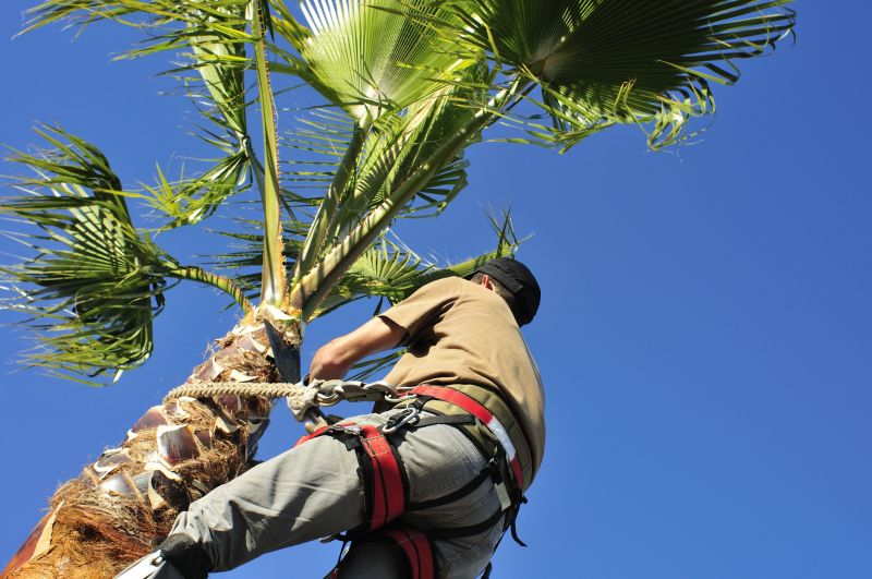 Fruit Tree Trimming Costs — Cost of Fruit Tree Trimming
