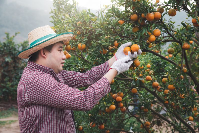 Fruit Tree Trimming Costs — Cost of Fruit Tree Trimming