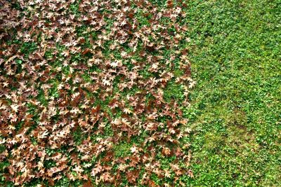 Clean Property with Leaf Removal