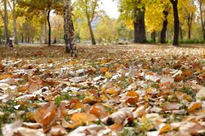 Autumn Tree Canopy