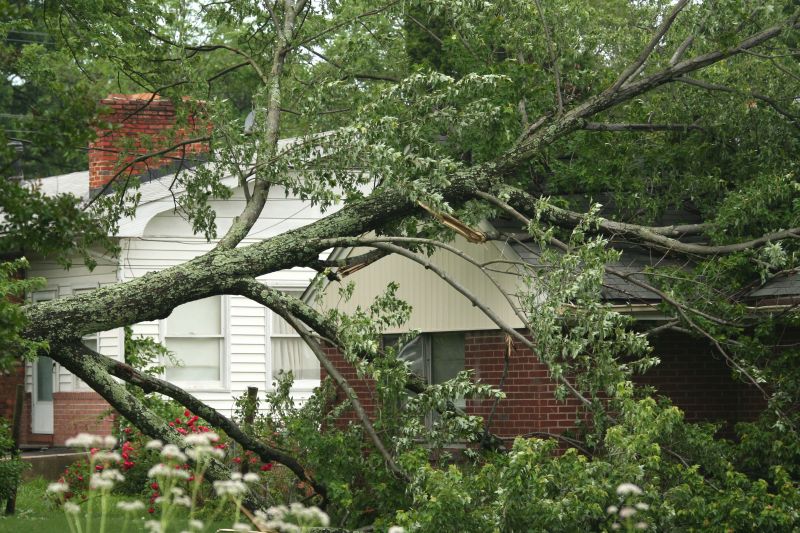 Fallen Tree on Roof