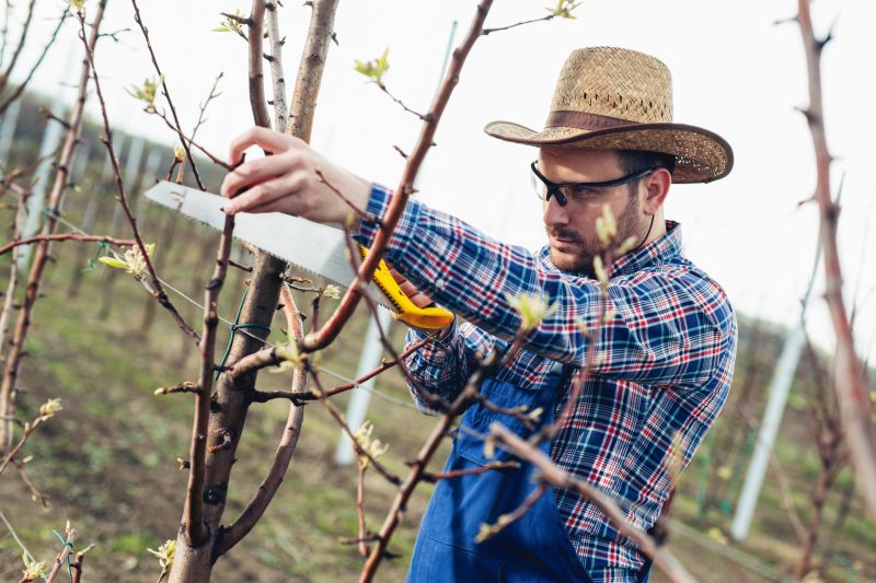 Fruit Tree Trimming