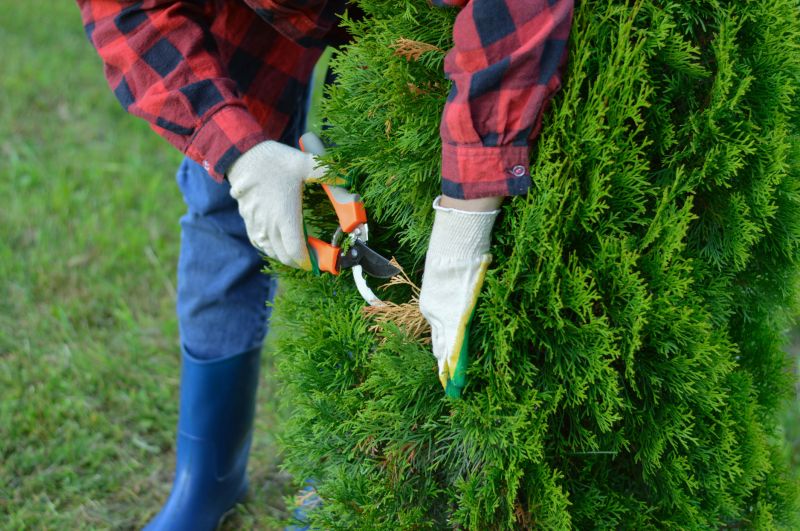 Fruit Tree Trimming