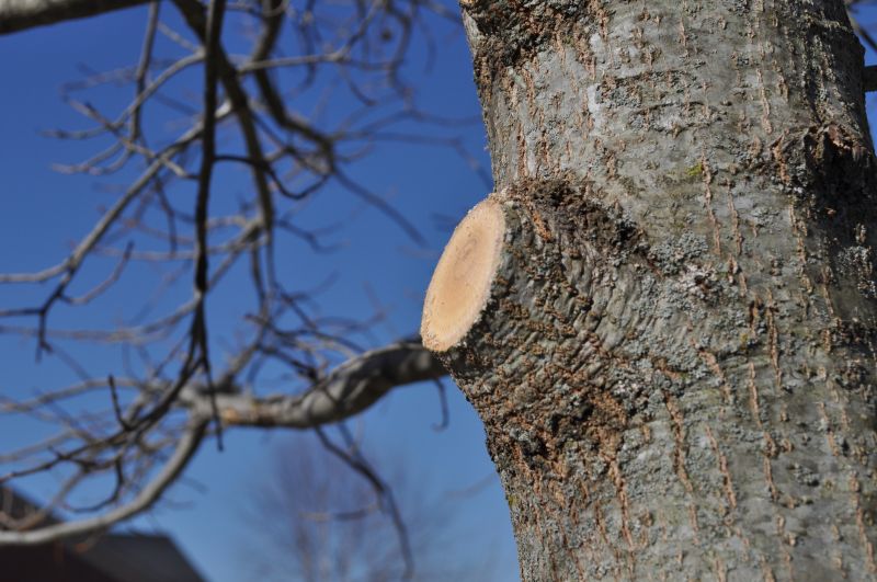 Hickory Tree Trimming in Reno, NV