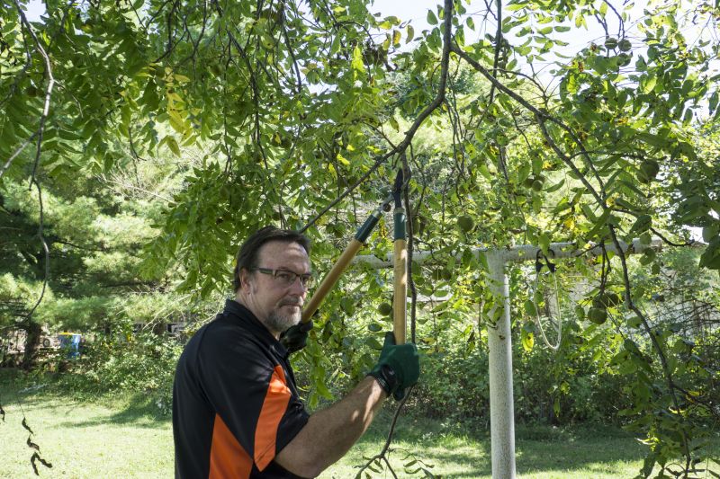 Products For Fruit Tree Trimmings in use