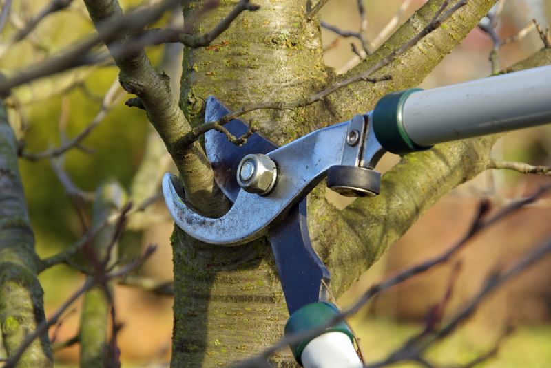 Tree Branch Cutting in San Jose, CA