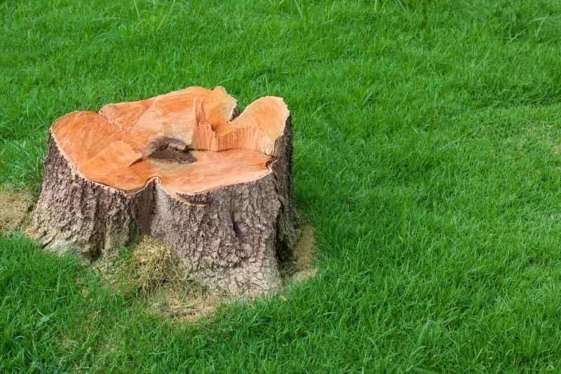Tree Stump Removal in Aiken, SC