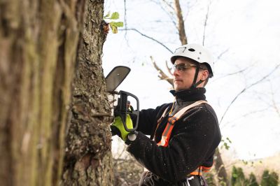 Arborist trimming a large tree