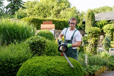Tree trimming in urban landscape
