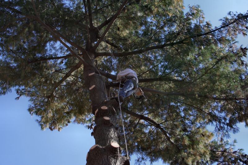Arborist pruning a large tree