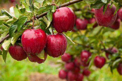 Apple Tree Trimming