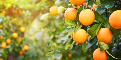 Orange Tree Trimming