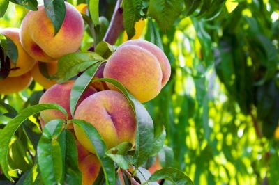 Peach Tree Trimming