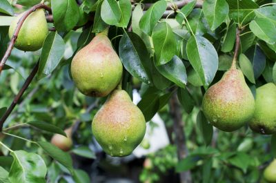 Pear Tree Trimming