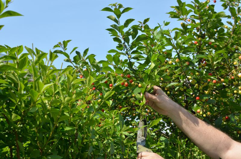 Fruit Tree Trimming Promotions